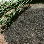 NOPEC DEVELOPMENT CO- WORLDS BEST SUPPLIER OF GUM ARABIC, PEANUTS, PEANUT OIL, SESAME SEEDS, & HIBISCUS