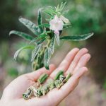 NOPEC DEVELOPMENT CO- WORLDS BEST SUPPLIER OF GUM ARABIC, PEANUTS, PEANUT OIL, SESAME SEEDS, & HIBISCUS