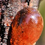 NOPEC DEVELOPMENT CO- WORLDS BEST SUPPLIER OF GUM ARABIC, PEANUTS, PEANUT OIL, SESAME SEEDS, & HIBISCUS