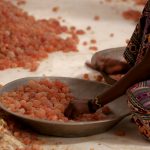 NOPEC DEVELOPMENT CO- WORLDS BEST SUPPLIER OF GUM ARABIC, PEANUTS, PEANUT OIL, SESAME SEEDS, & HIBISCUS