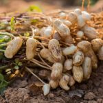 NOPEC DEVELOPMENT CO- WORLD'S  top exporter of peanuts from Sudan