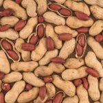 NOPEC DEVELOPMENT CO- WORLD'S BEST SUPPLIER OF GUM ARABIC, PEANUTS, PEANUT OIL, SESAME SEEDS, & HIBISCUS